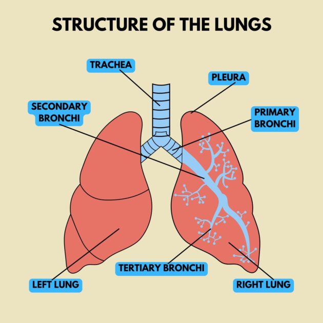 Structure Of The Lungs Coloring Pages Mimi Panda