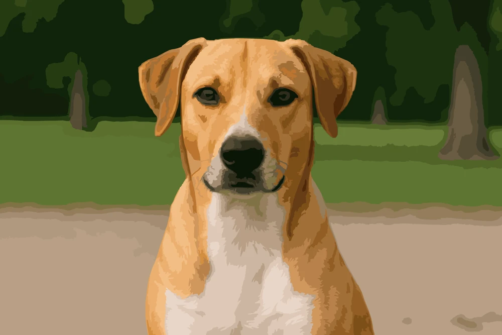 Foto de perro