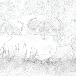 African buffalo bull - Printable Coloring page