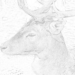Impala face - Coloring page