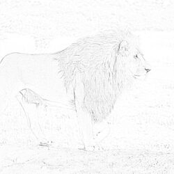 Lion - Coloring page