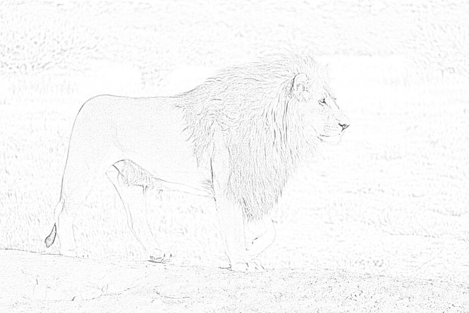 coloring pages of realistic lions
