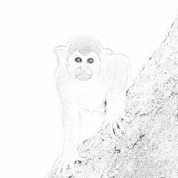 Monkey on a tree - Printable Coloring page