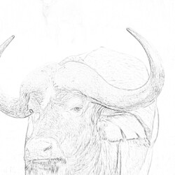 African buffalo bull - Coloring page