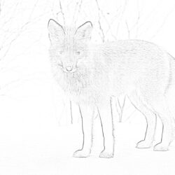 Fox - Coloring page