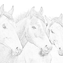 Horses - Coloring page