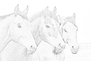Horses Coloring Page
