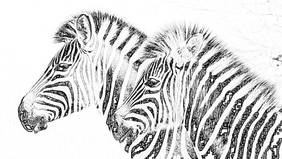 Zebras Coloring Page