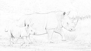White Rhinoceros Coloring Page