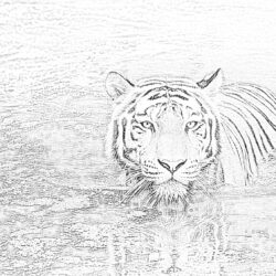 Tiger in water - Coloring page