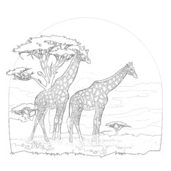 Giraffes - Printable Coloring page