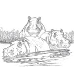 Hippos Coloring Page