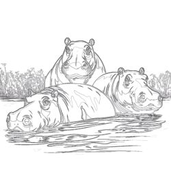 Hippos - Printable Coloring page