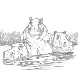 Hippopotames Page à Colorier - Page de coloriage imprimable
