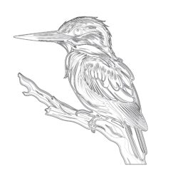 Kingfisher Bird - Printable Coloring page