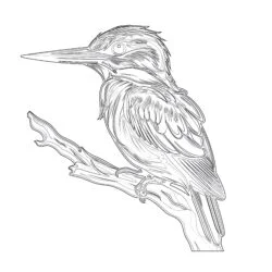 Kingfisher Bird Coloring Page - Printable Coloring page