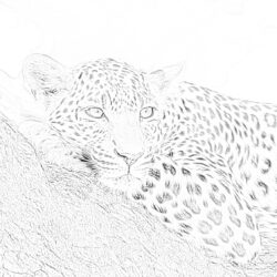 Leopard on a tree - Coloring page