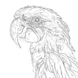Macaw - Printable Coloring page