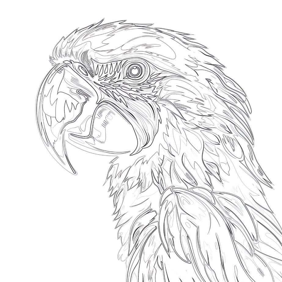 Macaw Coloring Page