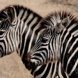 Zebras in savanna - Origin image