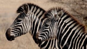 Zebras in Savanna - Original image