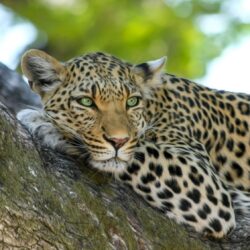 Leopard on a tree - Origin image
