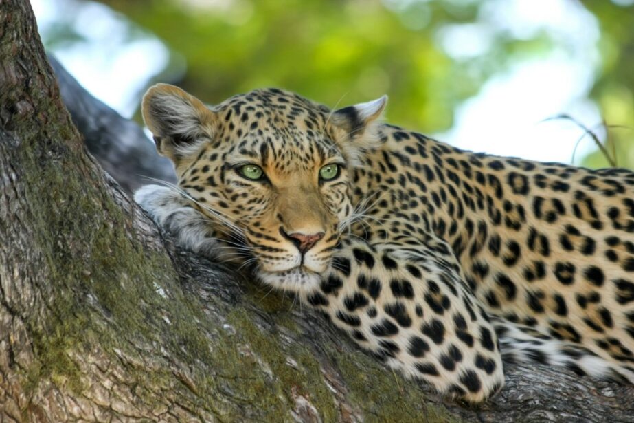 Leopard - Original image