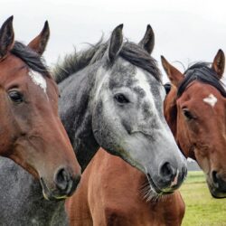 Horses - Origin image