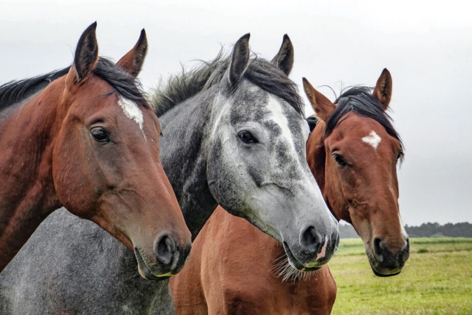 Three Beautiful Horses - Original image