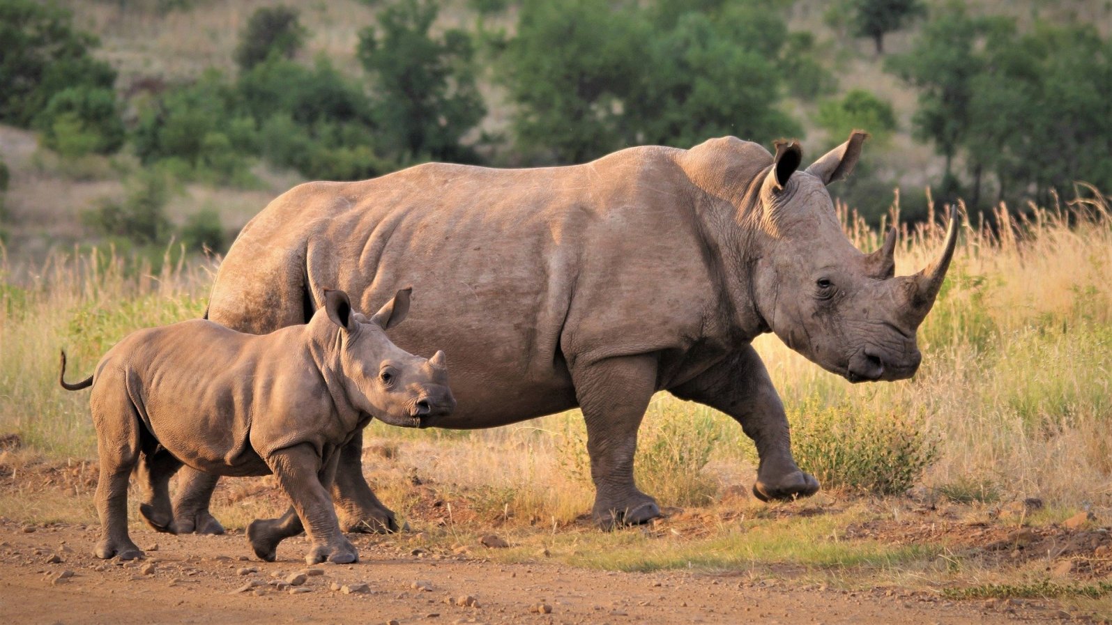 Rhinoceros - Original image