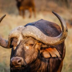African buffalo bull - Origin image