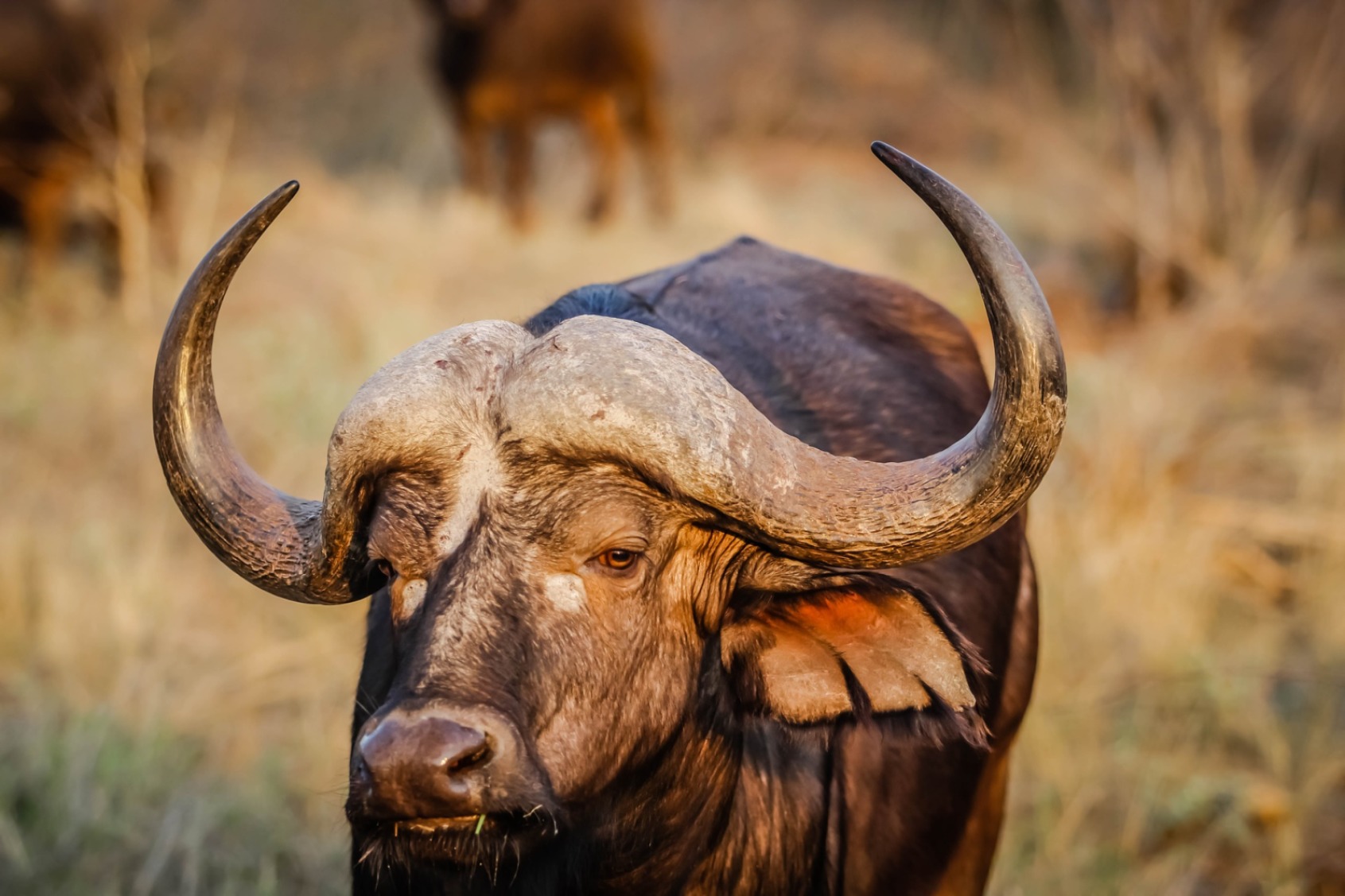 African bull - Original image