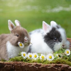 Rabbits - Origin image