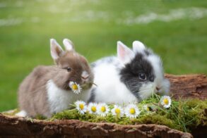 Two Little Bunnies - Original image
