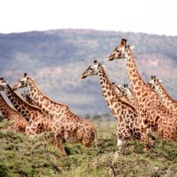 Giraffes - Origin image