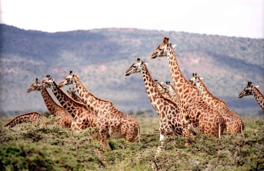 Giraffes Family - Original image