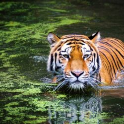 Tiger in water - Origin image