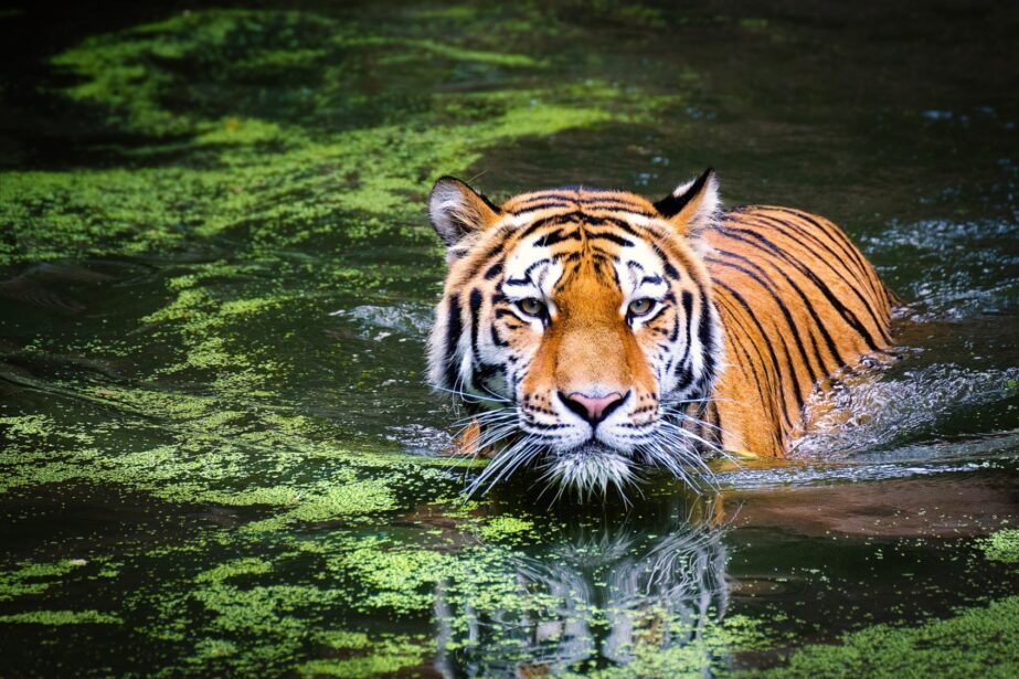 Tiger - Original image