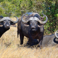 African buffalo bull - Origin image