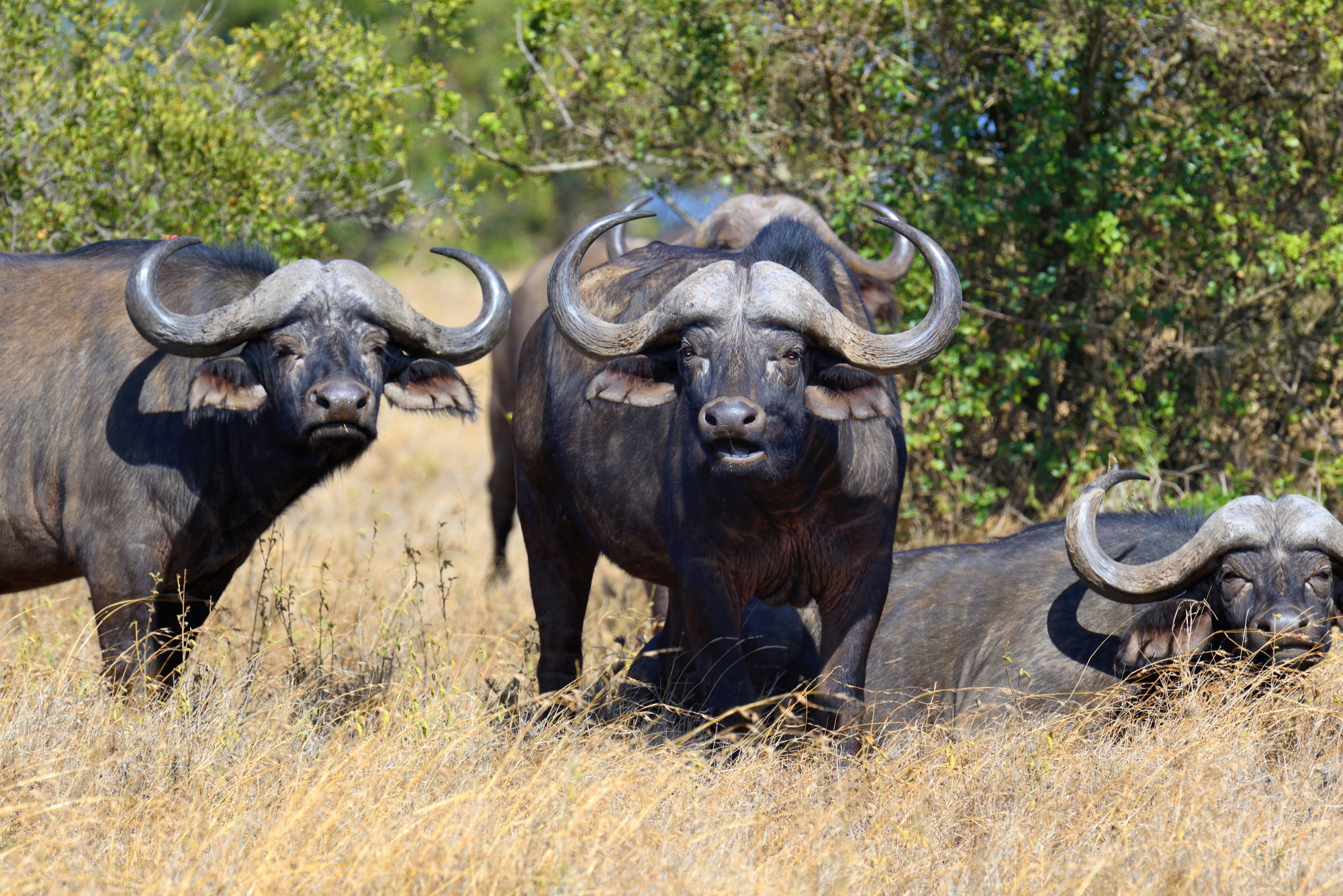 African buffalo bull - Original image