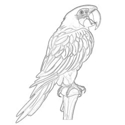 Parrot Coloring Page - Printable Coloring page