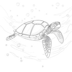 Turtle - Printable Coloring page