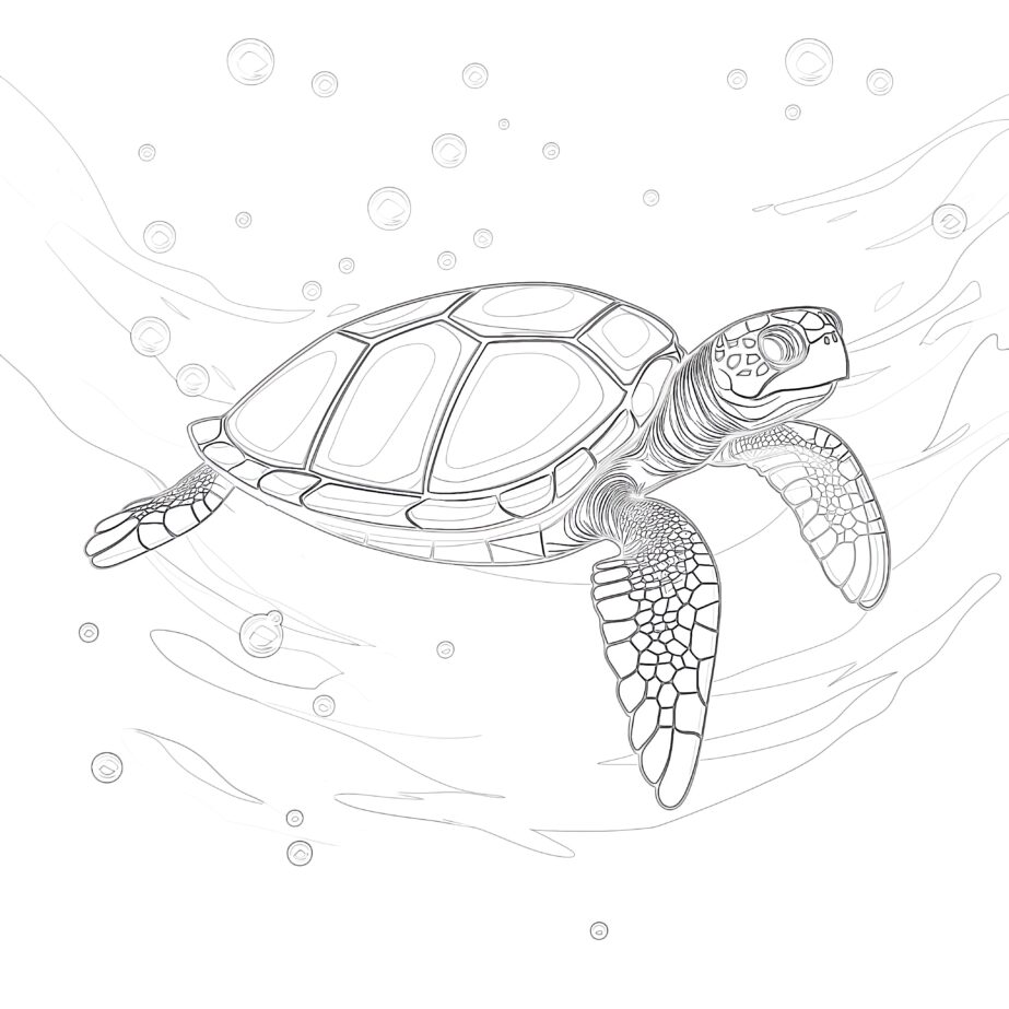 Tortue Page à Colorier