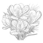 Crocus Flowers Coloring Page