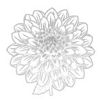 Dahlia Flower Coloring Page