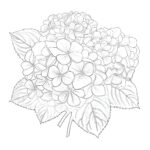 Hydrangeas Coloring Page