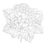 Hydrangeas Coloring Page