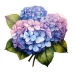 Hydrangeas Coloring Page 2