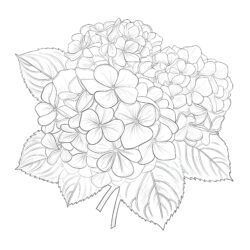 Hydrangeas Coloring Pages - Printable Coloring page