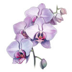 Orchids Coloring Page 2